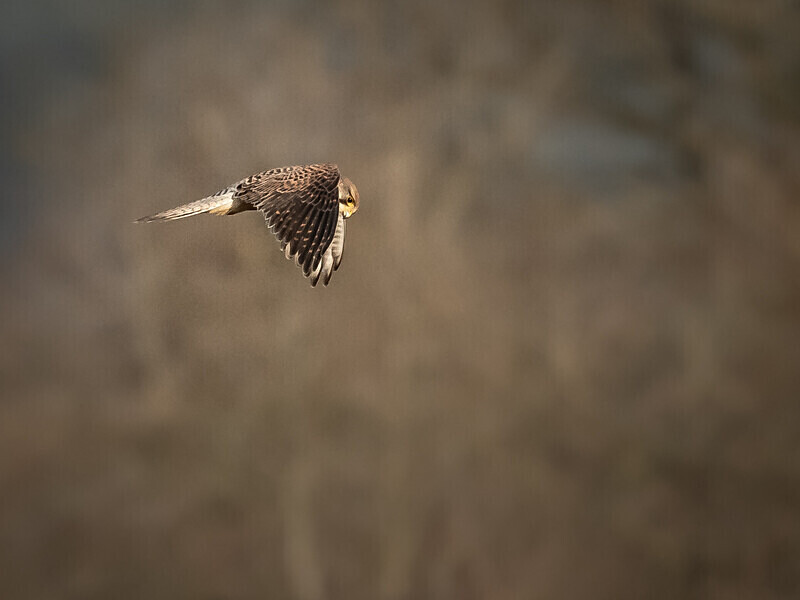  - UK Wildlife