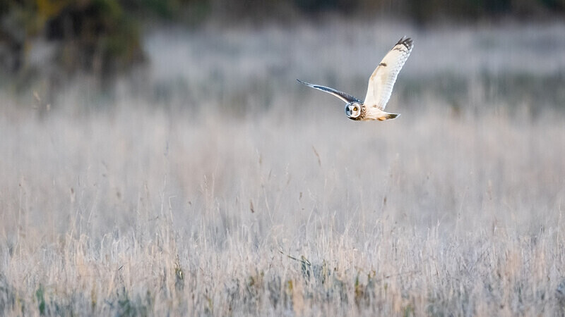  - UK Wildlife