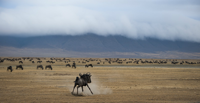 Wildebeest - Tanzanian