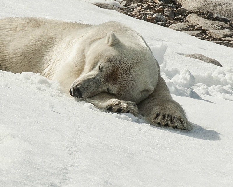  - Arctic