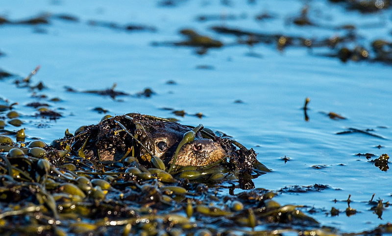  - UK Wildlife