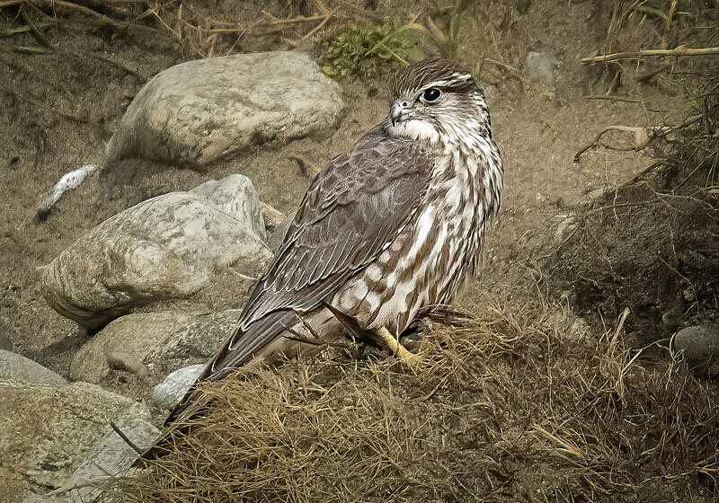  - UK Wildlife