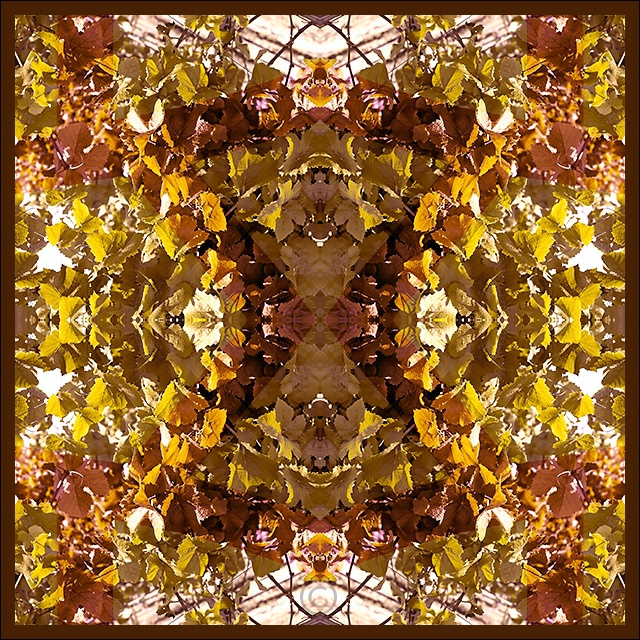 Inside nature's cathedral2 - Vineyard Stained Glass