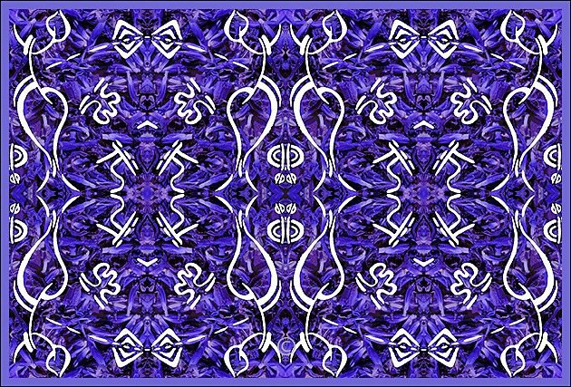 Salvia with drawing in white - Purple