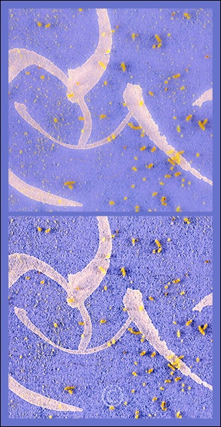 Transparent Drawing with Pollen - Pairs Plus