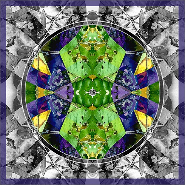 Hidden beauty - Leaves
