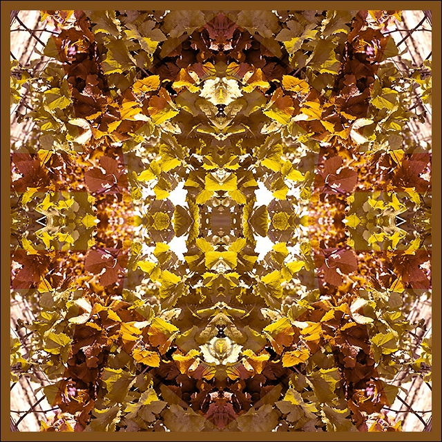 Varietal convergence - Vineyard Stained Glass