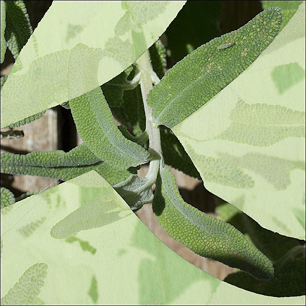 DETAIL of Shades of sage, with a bug - Altered Garden