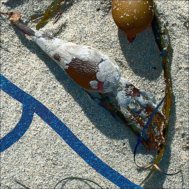 DETAIL of With Bryozoan V5 - Drawing on Surroundings