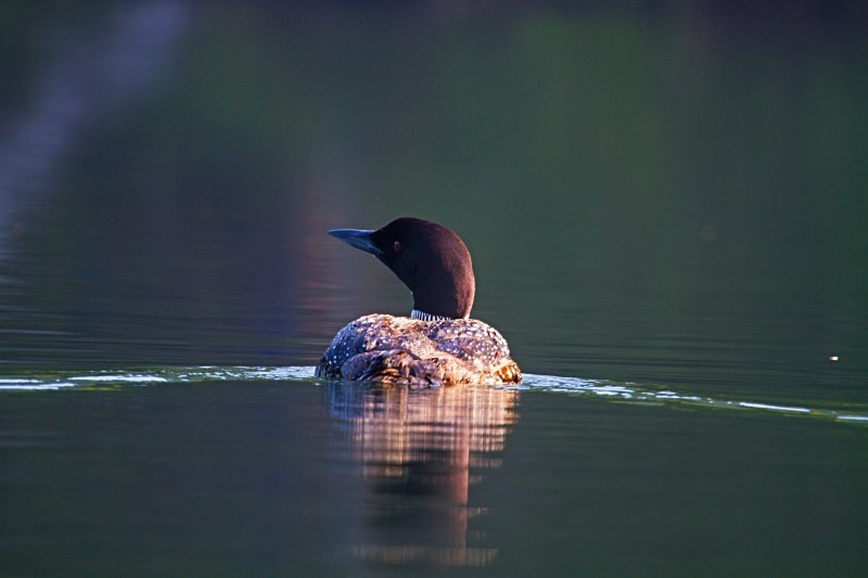 Morning Paddle 6 12 x 18 - Wildlife