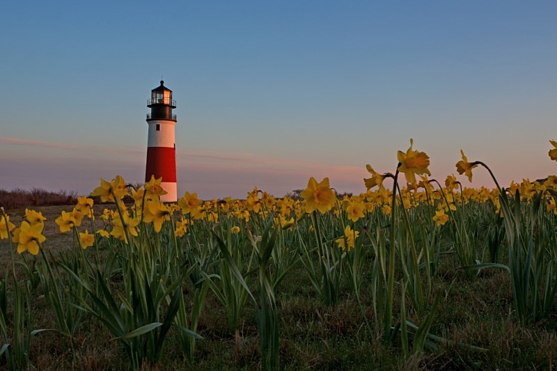 Sankaty Daffodil Dawn 12 x 18 - Nantucket
