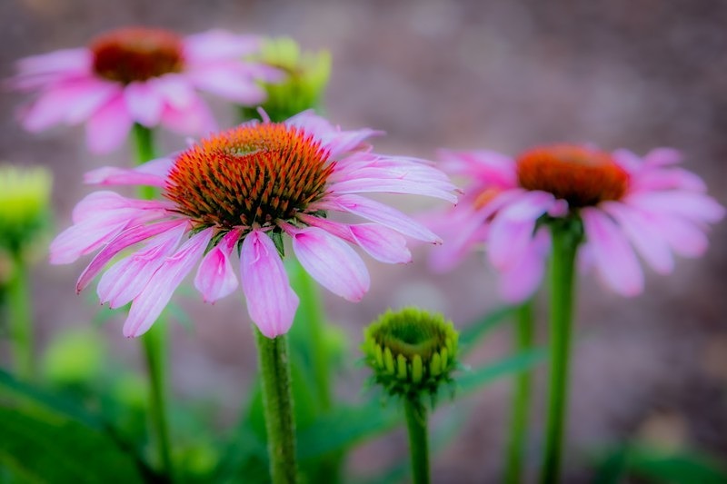 Dreaming of Cone Flowers - Flora
