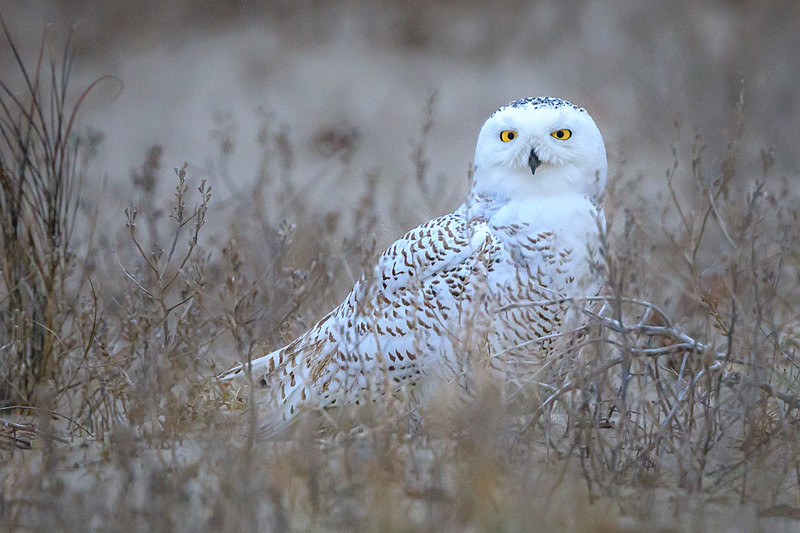 Snowy in the Weeds - Wildlife