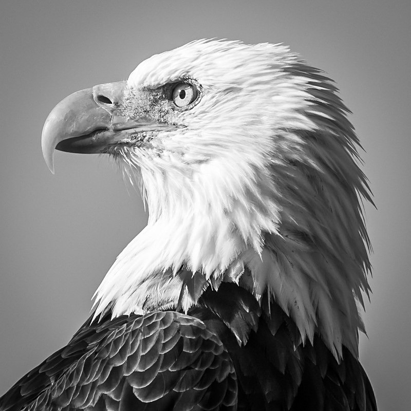 Profile in Courage - Wildlife