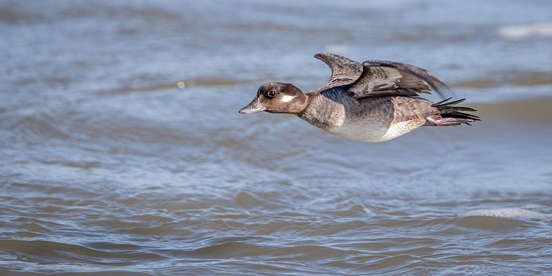 On the Wing - Wildlife