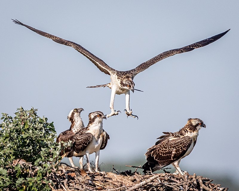 Incoming - Wildlife