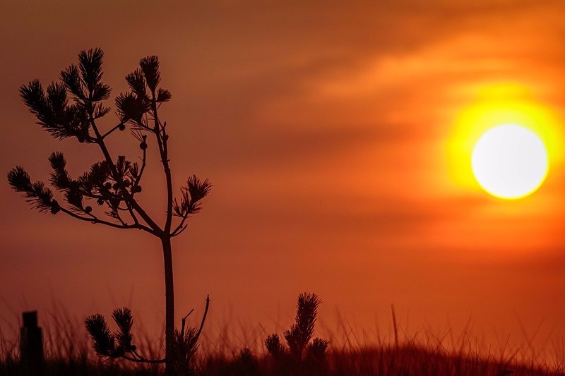 Sunset Silhouette - Nantucket