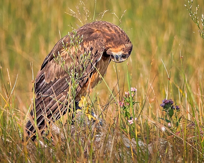 Upside Down World - Wildlife