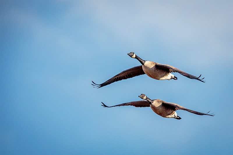 Tandem Flight - Wildlife
