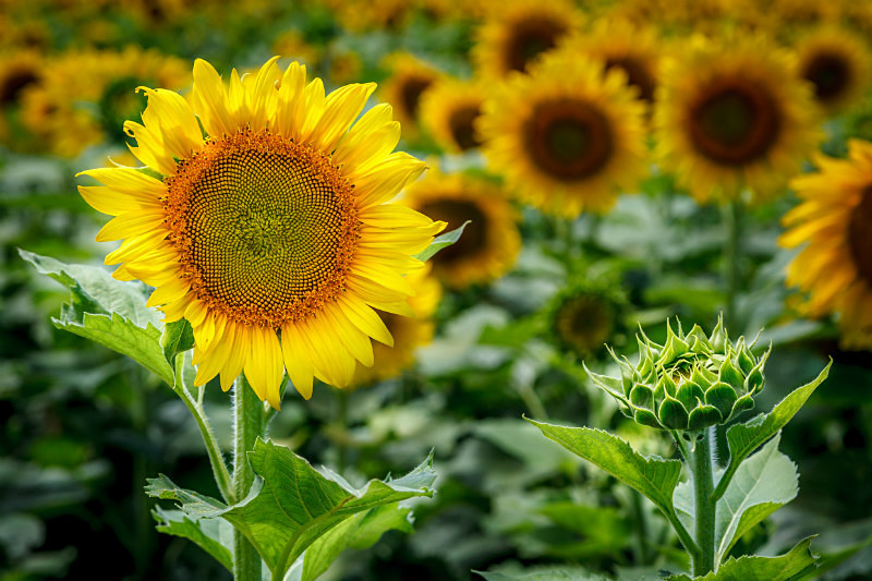 Savoring the Sun - Flora