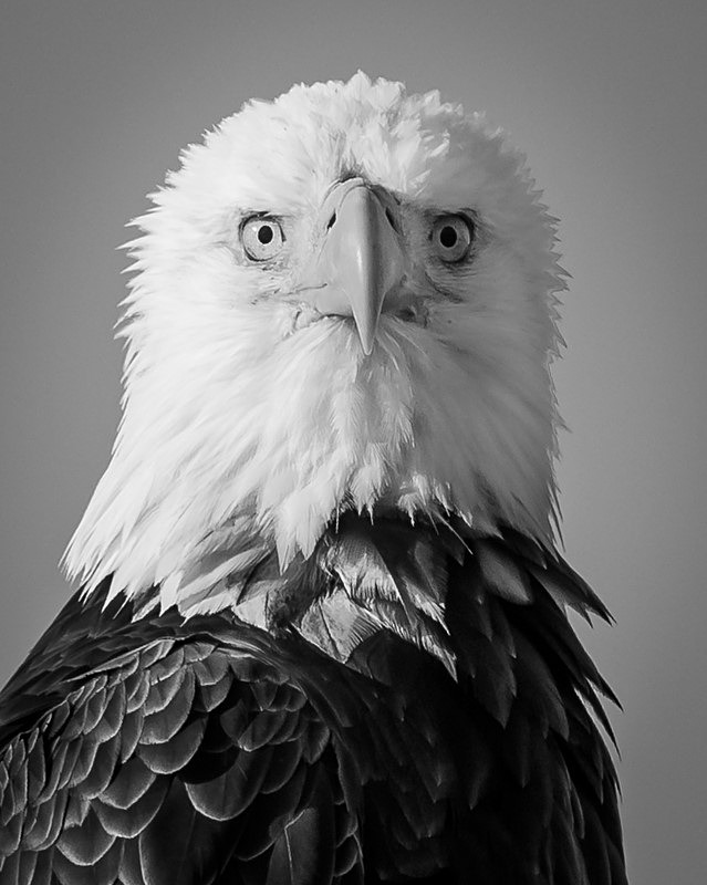 Are You Watching Me - Wildlife