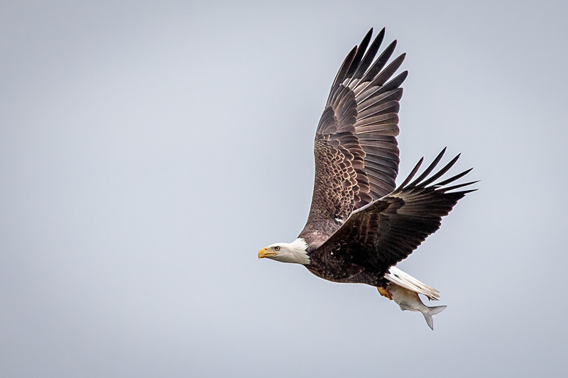 Lunch - Wildlife