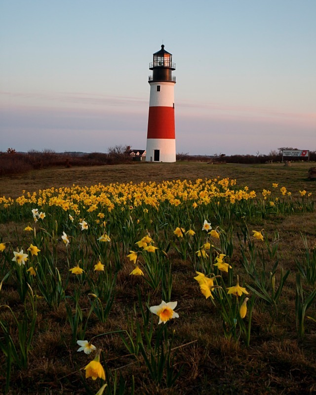 Sankaty Daffodil Dawn 11 x 14 - Nantucket