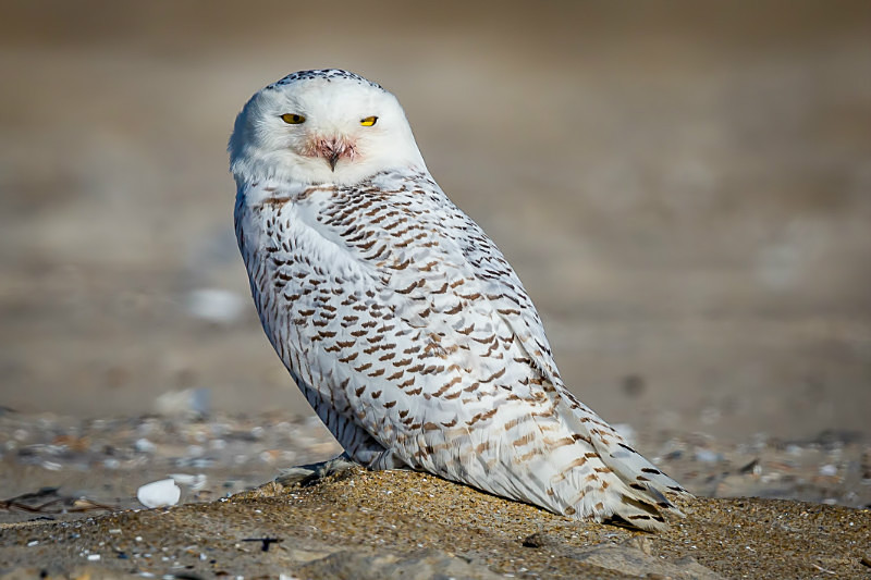 Snowy at Chincoteague - Wildlife