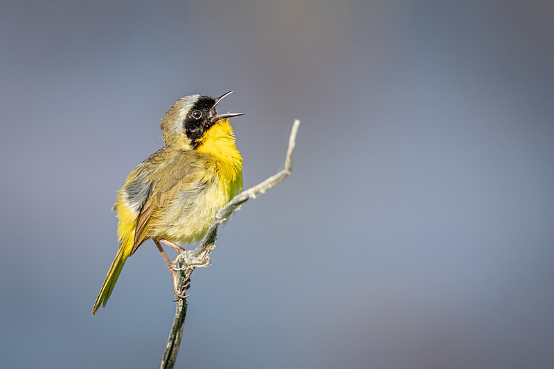 How Can I Keep From Singing - Wildlife