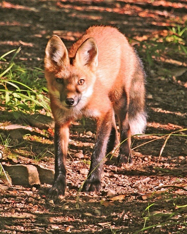 Trailside Surprise 11 x 14 - Wildlife