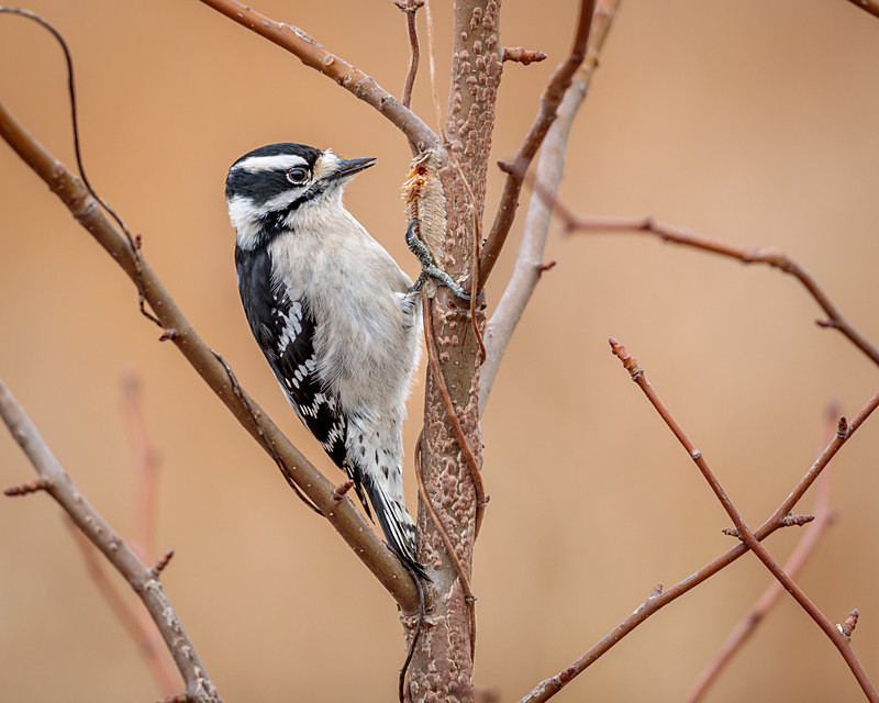 Downy Feast - Wildlife
