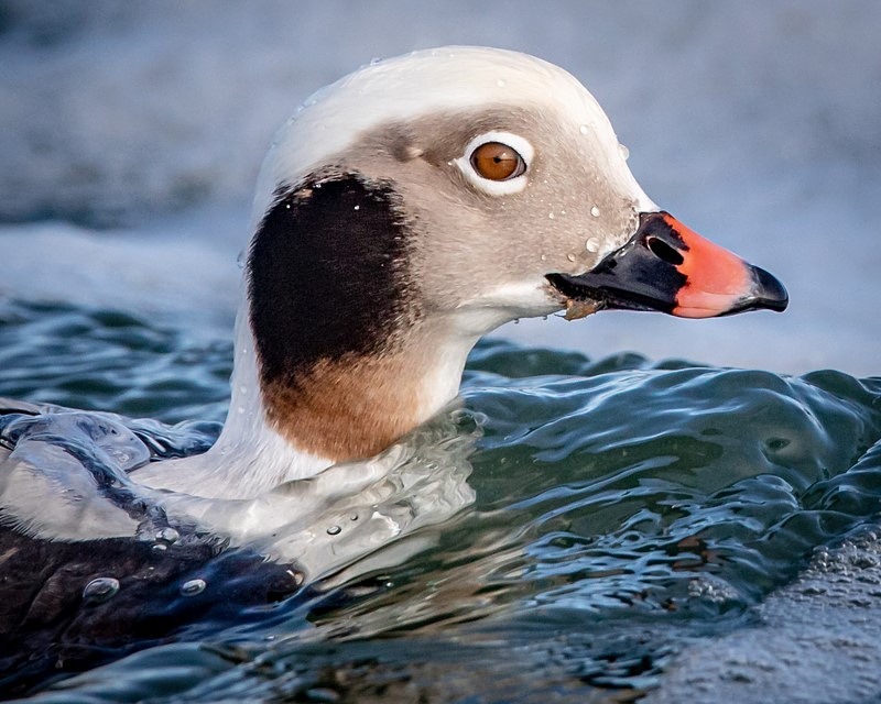 Portrait of a Long-tailed Duck - Wildlife