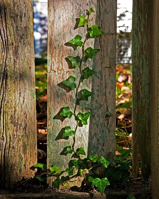 Climbing to the Light 11 x 14 - Flora