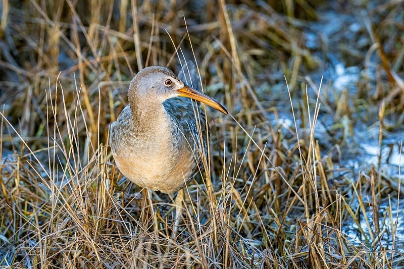 Clapper Rail - Wildlife