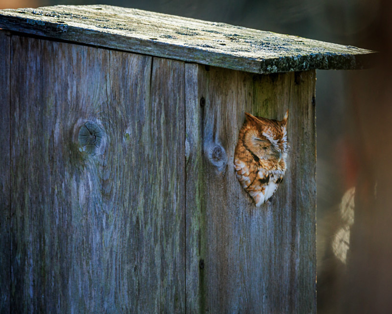 Sleeping Screech - Wildlife