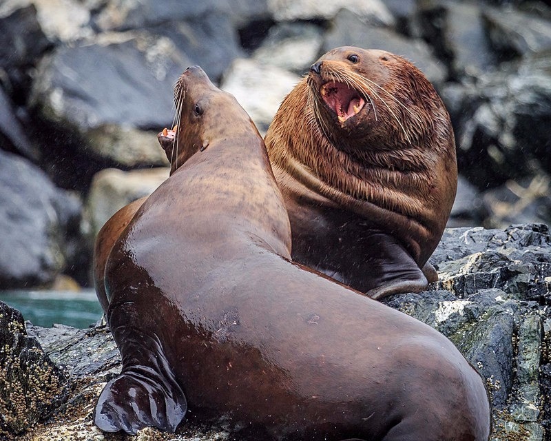 Difference of Opinion - Alaska