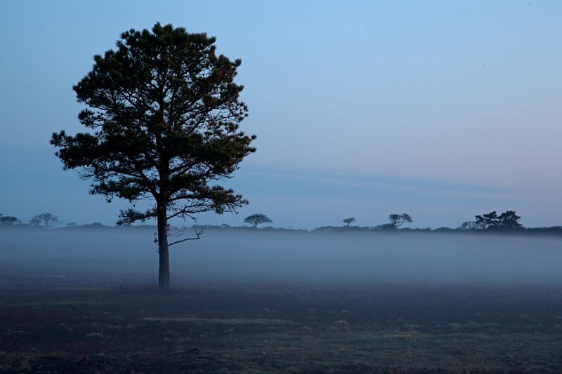 Nantucket Savannah 2 12 x 18 - Nantucket