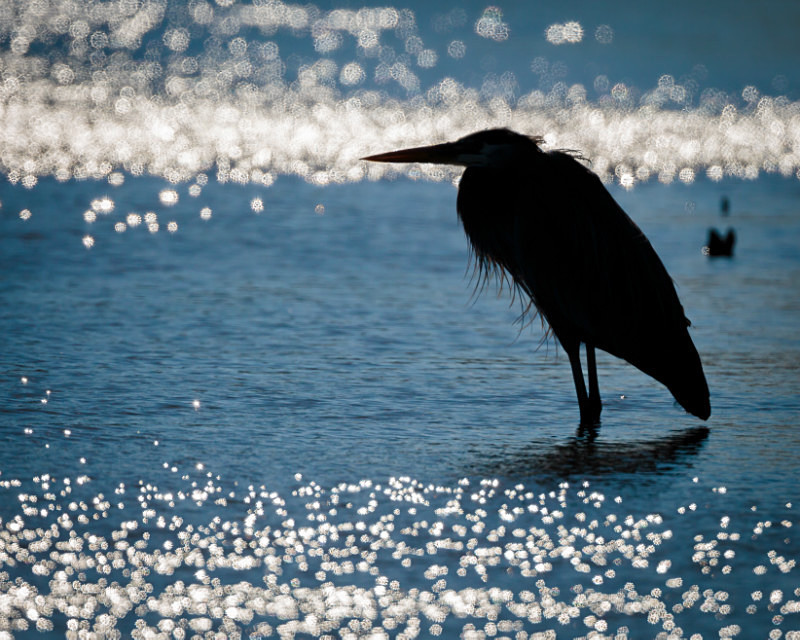 Shimmering Blue - Wildlife
