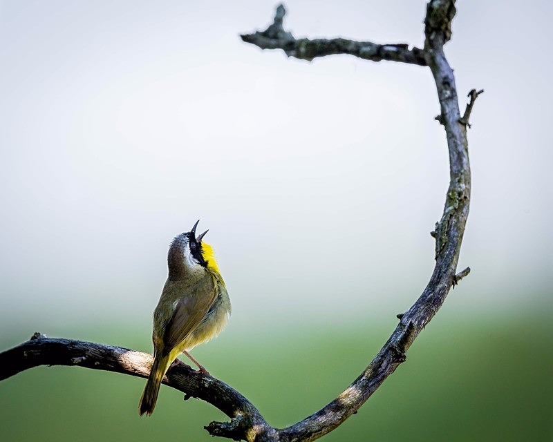Just Gotta Sing - Wildlife