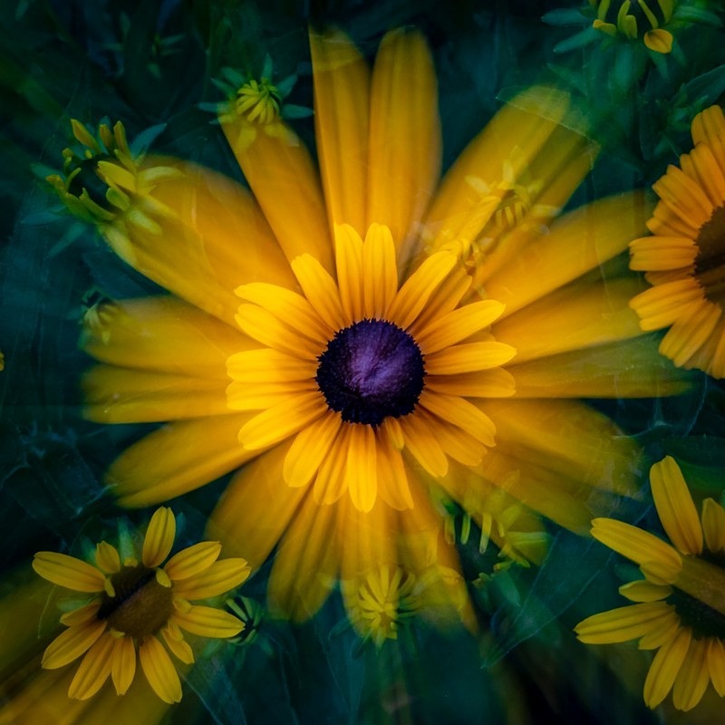 Blackeyed Susan with a Twist - Flora