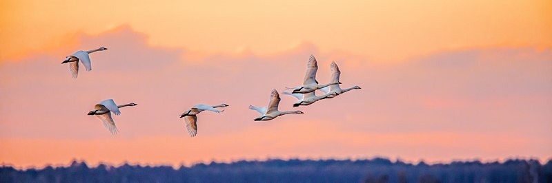 Swans at Dawn - Wildlife