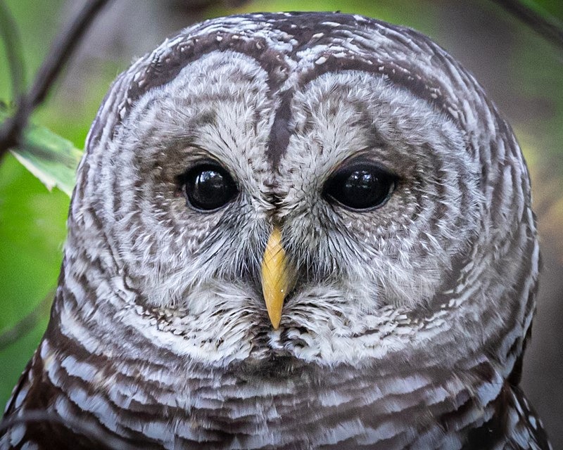 Barred Owl - Wildlife