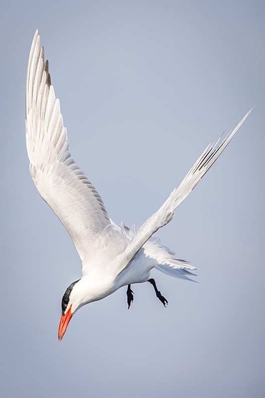 Dive Dive Dive - Wildlife