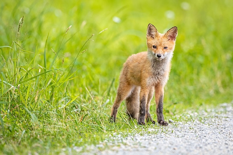 Hi There - Wildlife