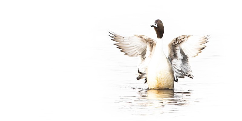 High Key Pintail Too - New Photos