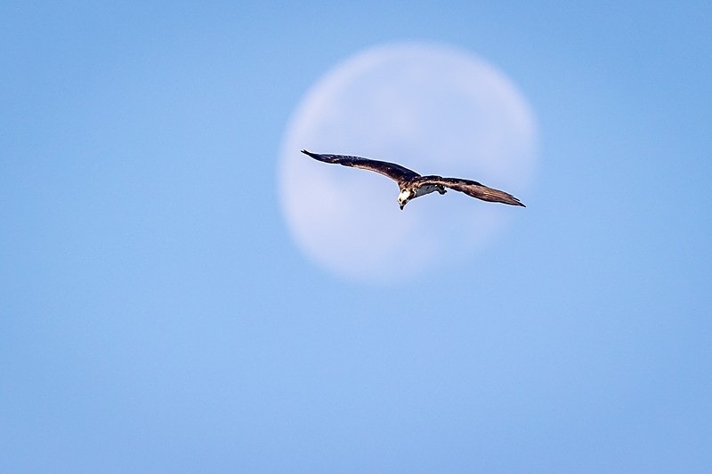 Moonshot - Wildlife