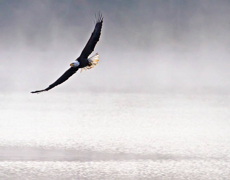 Magnificence in the Mist 14 x 11 - Wildlife