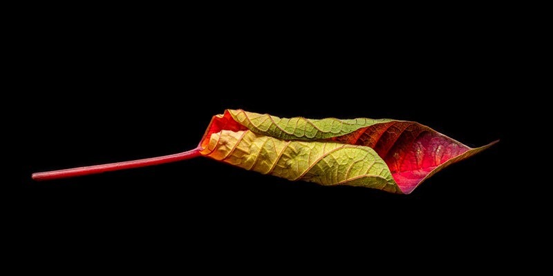 Poinsettia - New Photos