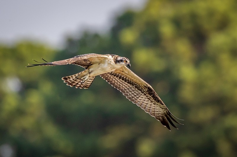 Osprey in Flight - New Photos