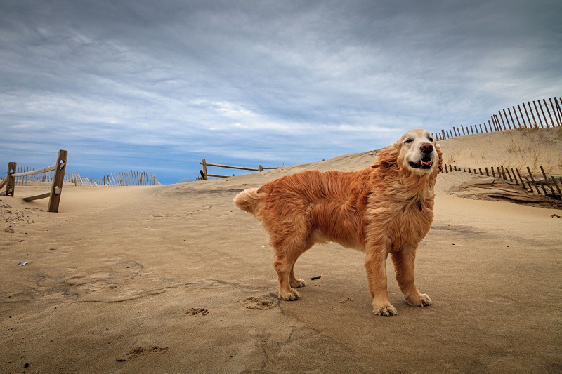 Breezy Day - Nantucket
